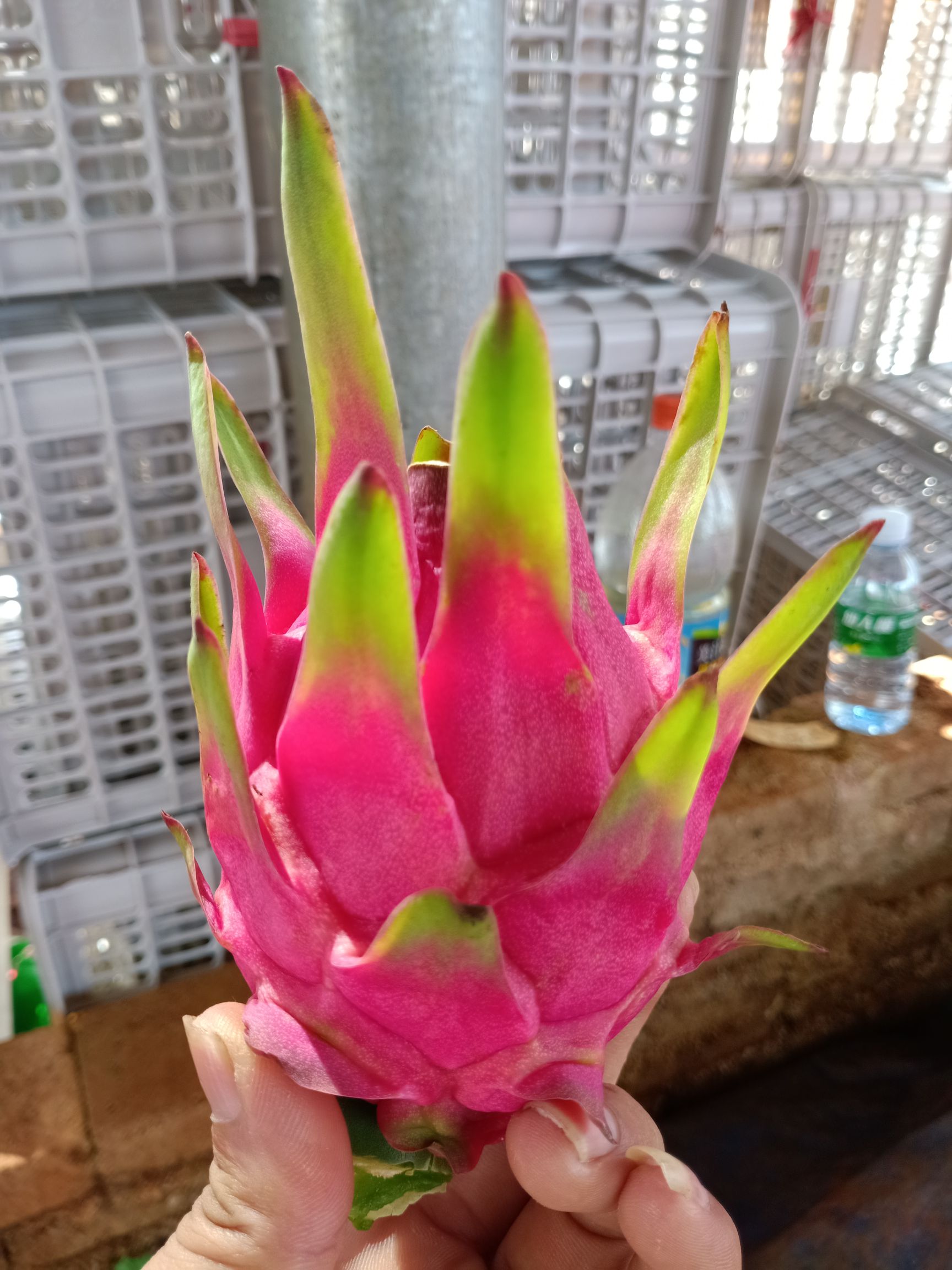 金都一号火龙果  迷你小果，火龙果