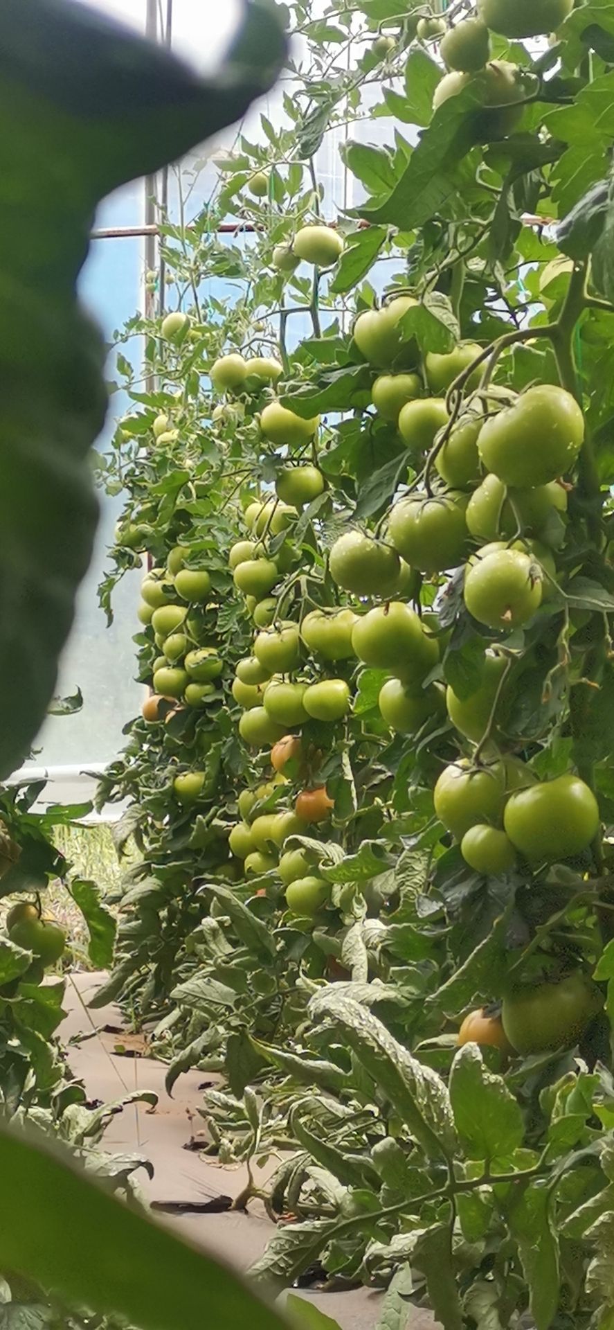 硬粉西红柿苗 —科雷娜 秋延迟 越冬 早春 硬粉番茄品种