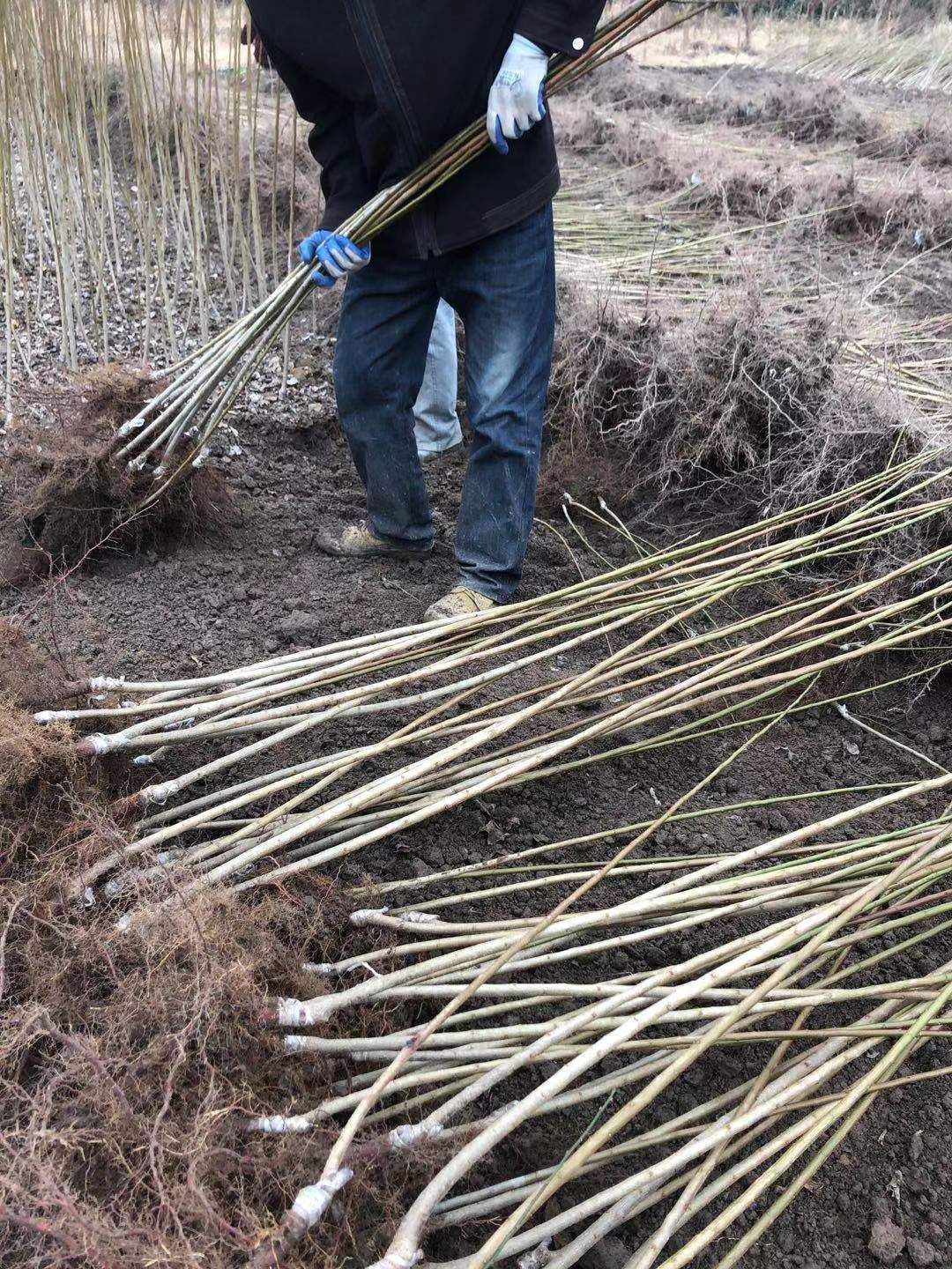 青梅树苗  青梅苗酸梅苗改良新品种大青梅第二年一定挂果