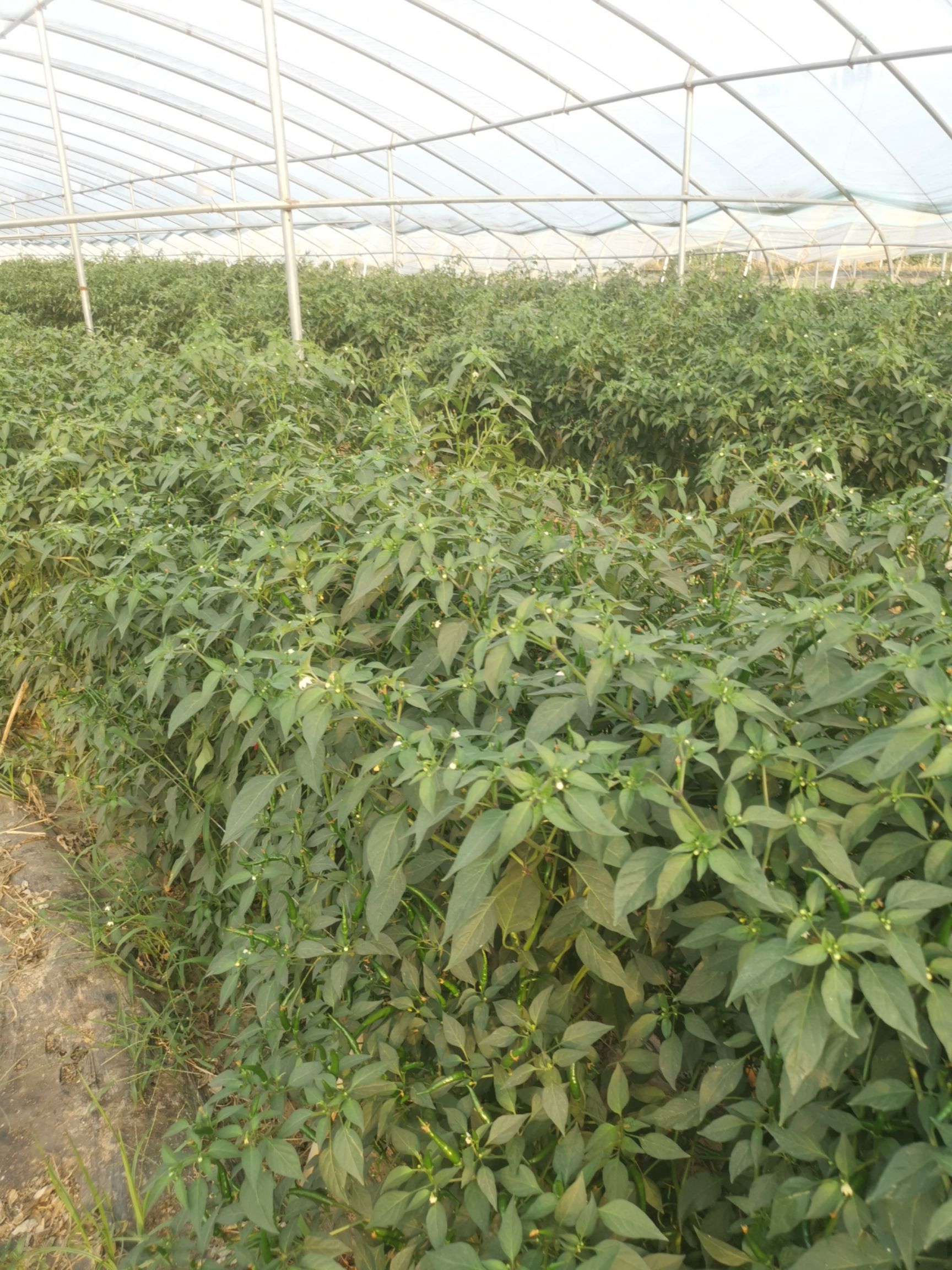 小米椒 艳红小米辣