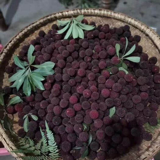 靖州县 靖州杨梅，新鲜水果，现摘现卖，顺丰包飞。