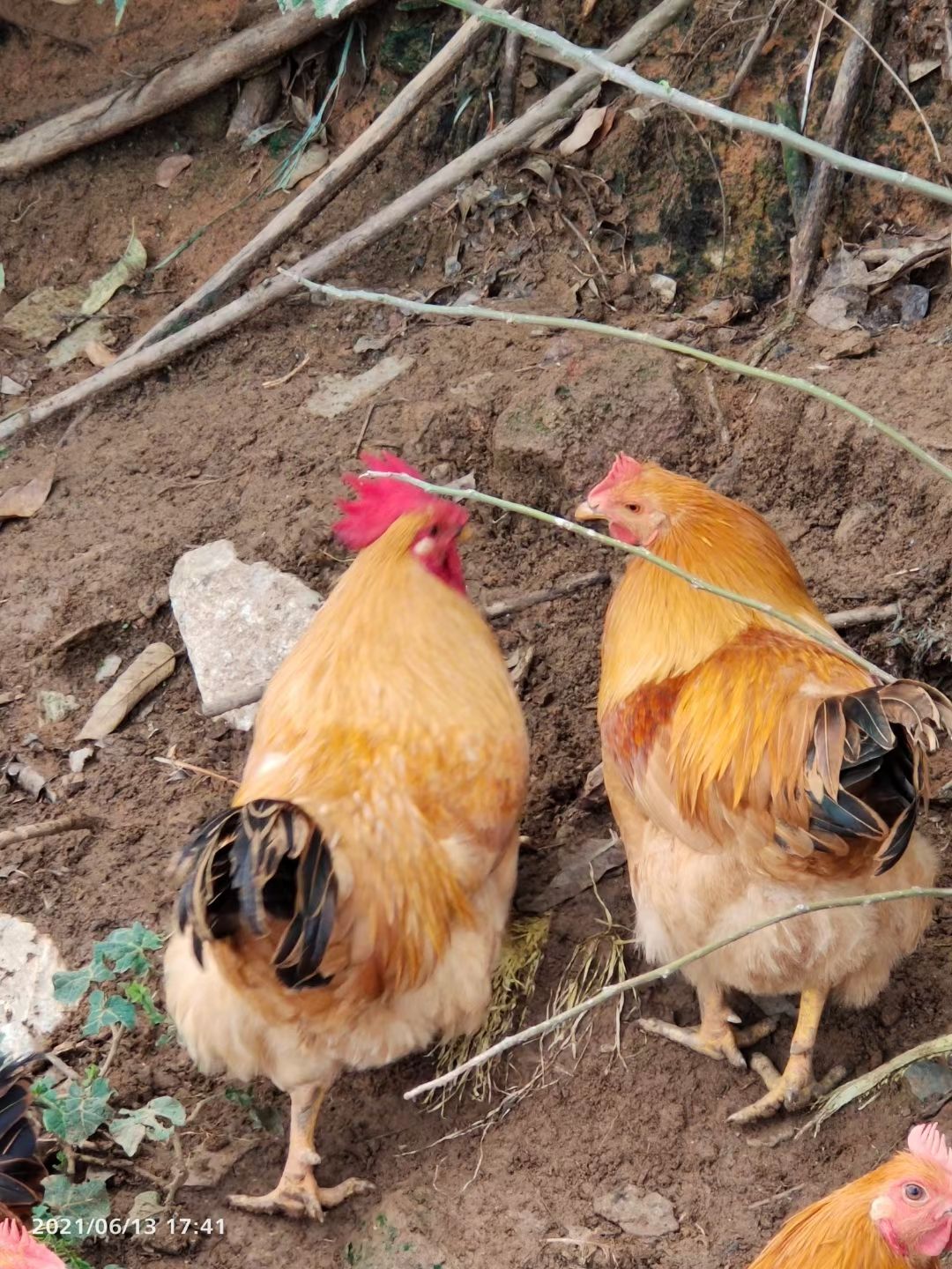 三黄鸡  三黄杂土杂，生鸡150天，均重5.5斤，毛衣冠头靓