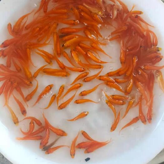 博罗县红鲤鱼苗，金丝鲤鱼苗，兴国红鲤鱼