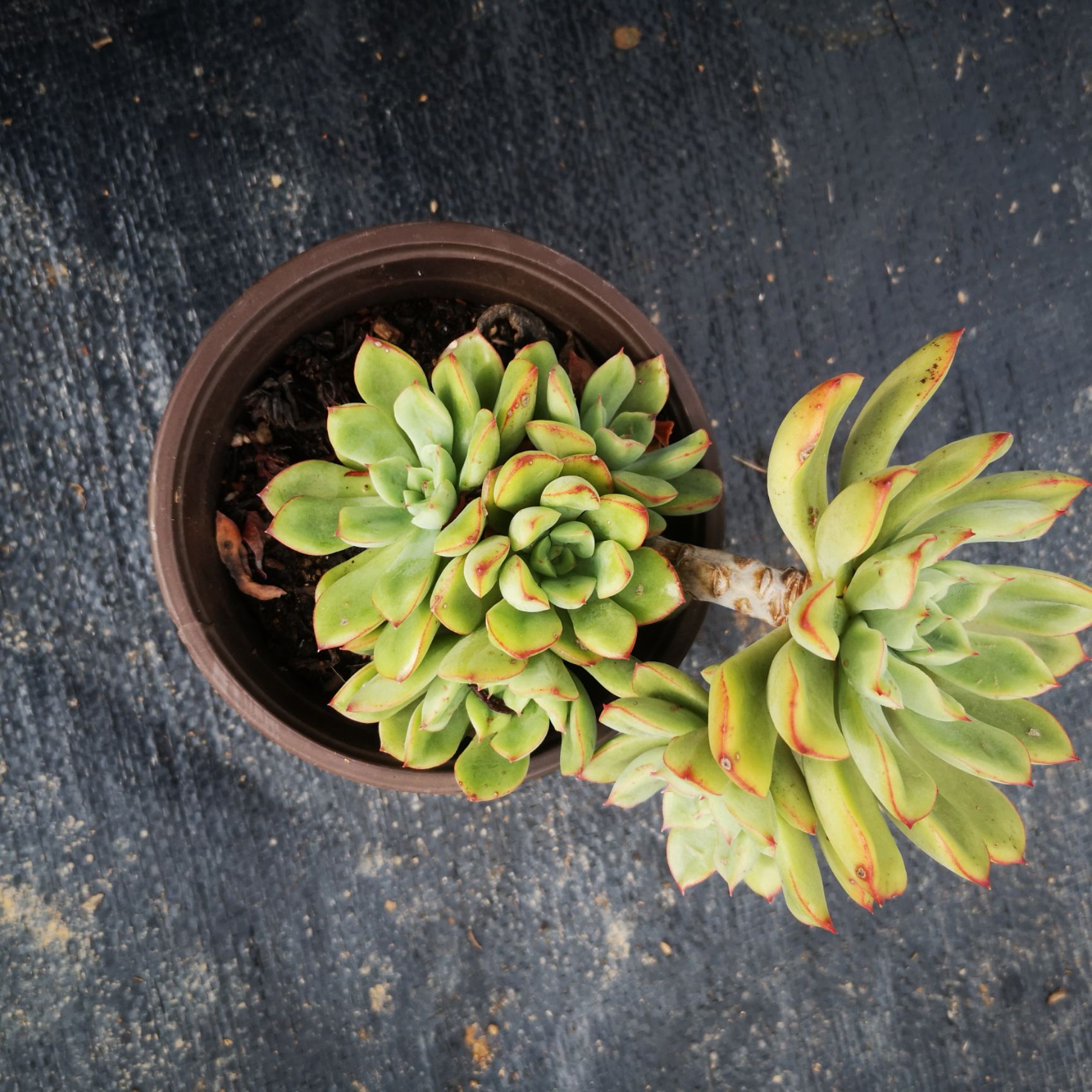 多肉植物 昆明多肉 大棚多肉 红花女王