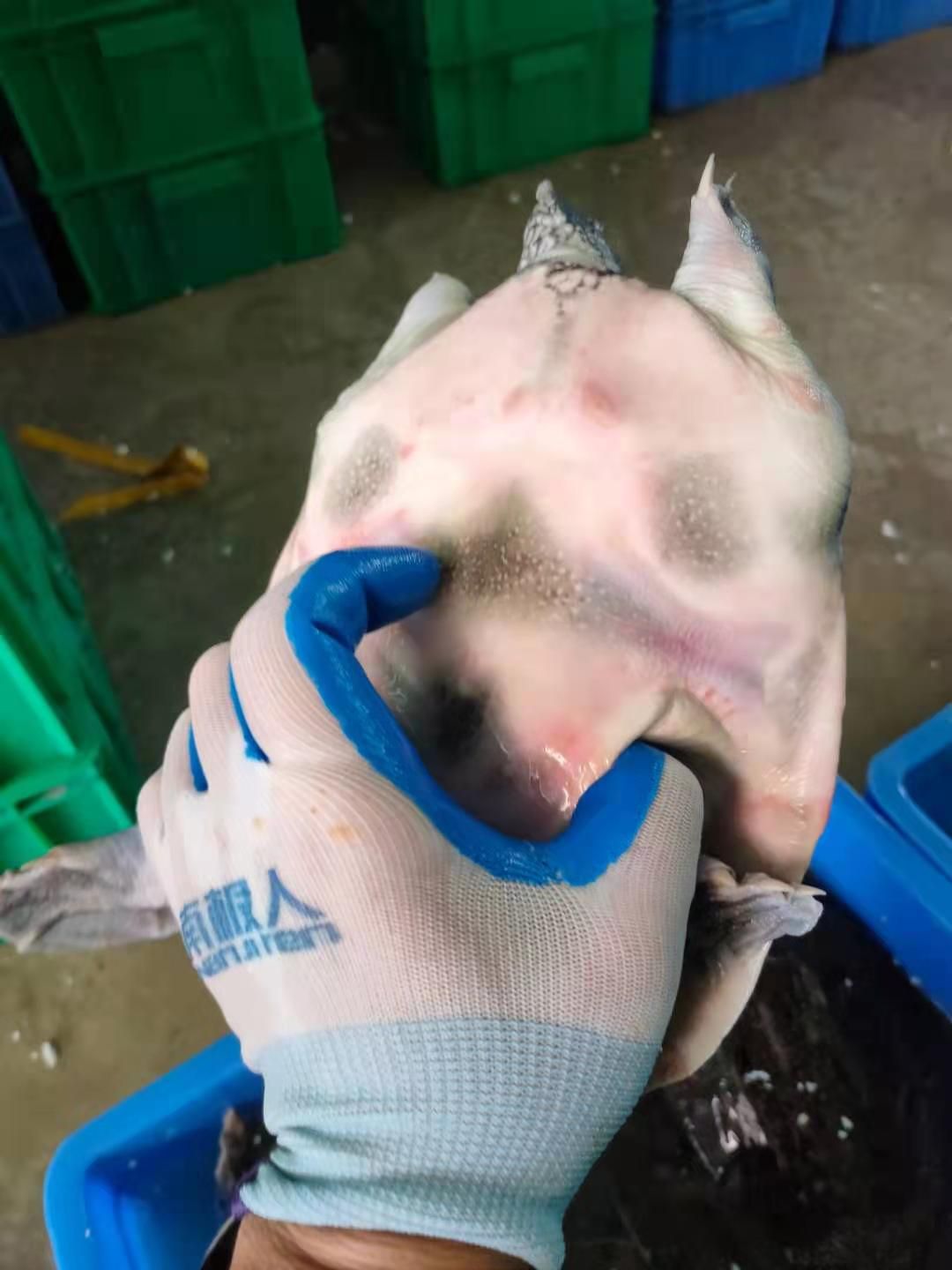清溪花鳖 广东省热卖精品甲鱼水鱼团鱼荷塘养殖基地直供质量保证
