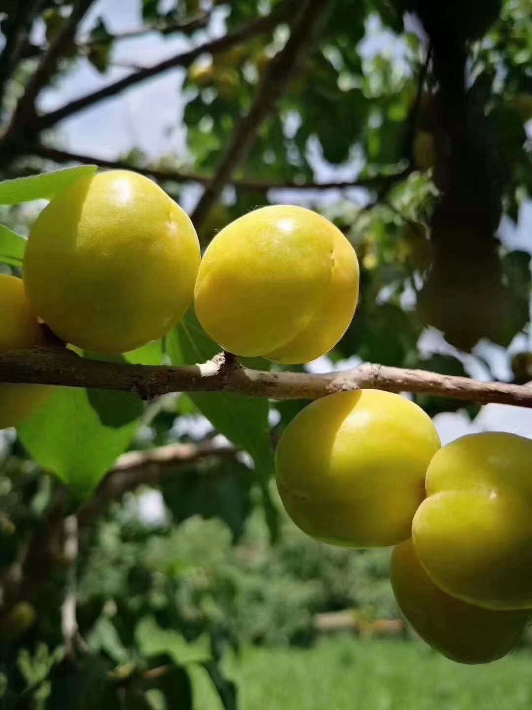 [爆款]2025新疆轮台匡装小白杏批发团购大量出货抢购中