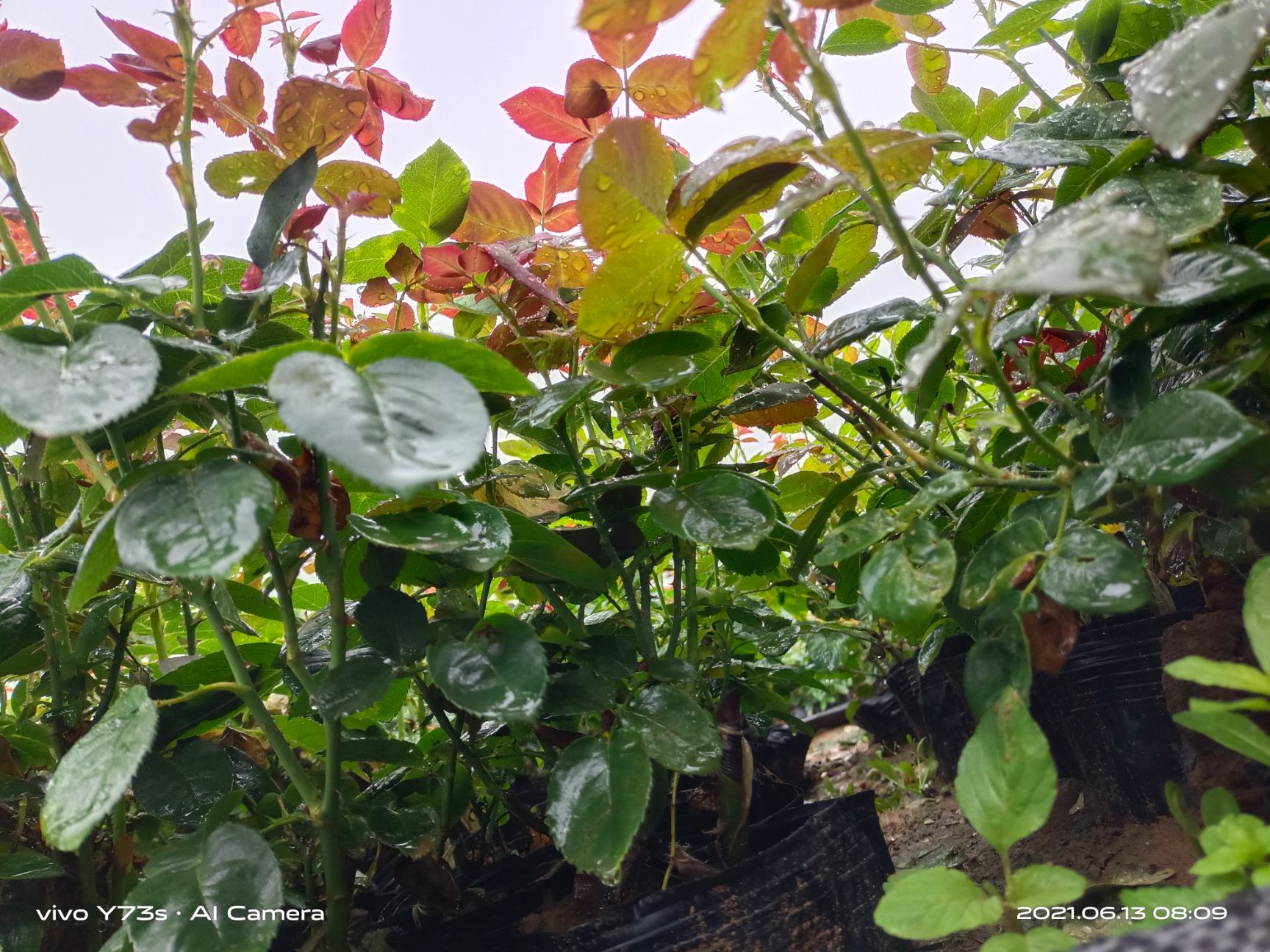 大花月季 月季花品种全价格优适合各种工程绿化。