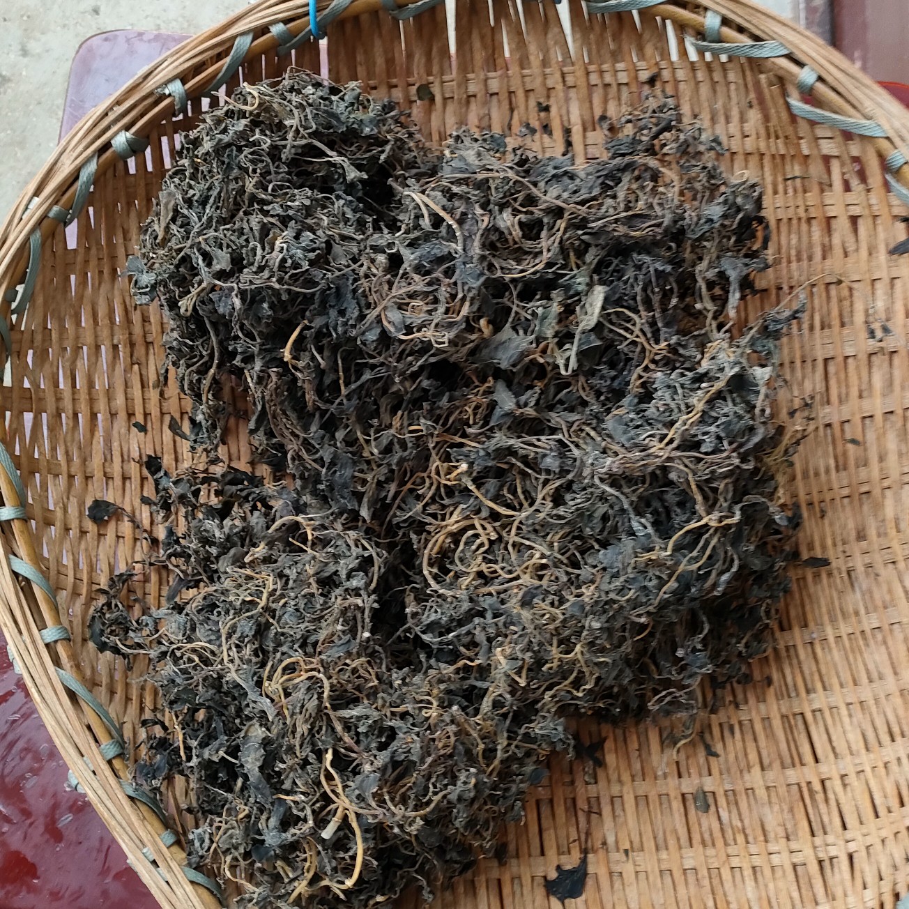 干马齿苋