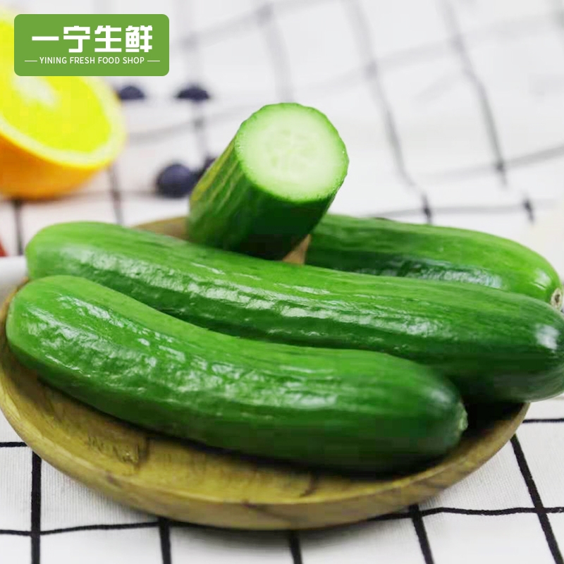 水果黄瓜生吃新鲜脆甜当季蔬菜荷兰无刺小黄瓜