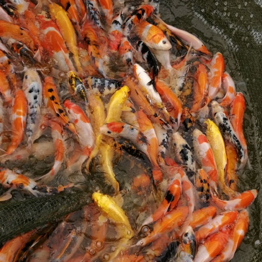 漯河锦鲤