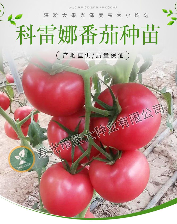 硬粉西红柿苗 —科雷娜 秋延迟 越冬 早春 硬粉番茄品种
