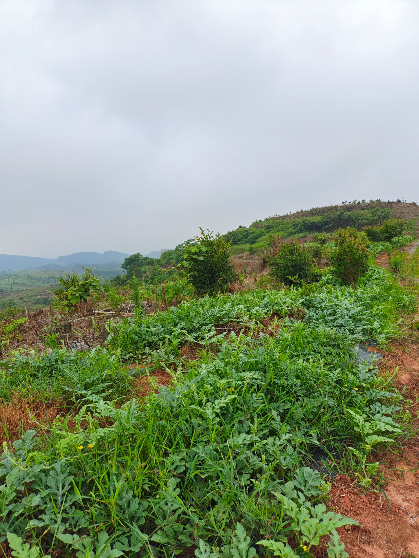 沙漠西瓜   冰糖麒麟西瓜，糖份15度，大山里种植