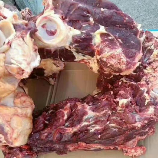锡林浩特 内蒙古锡林浩特本地牛骨头