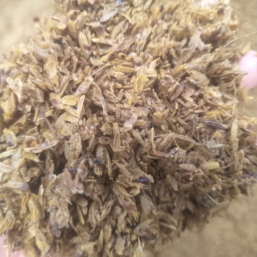 文水县 高蛋白白酒糟。