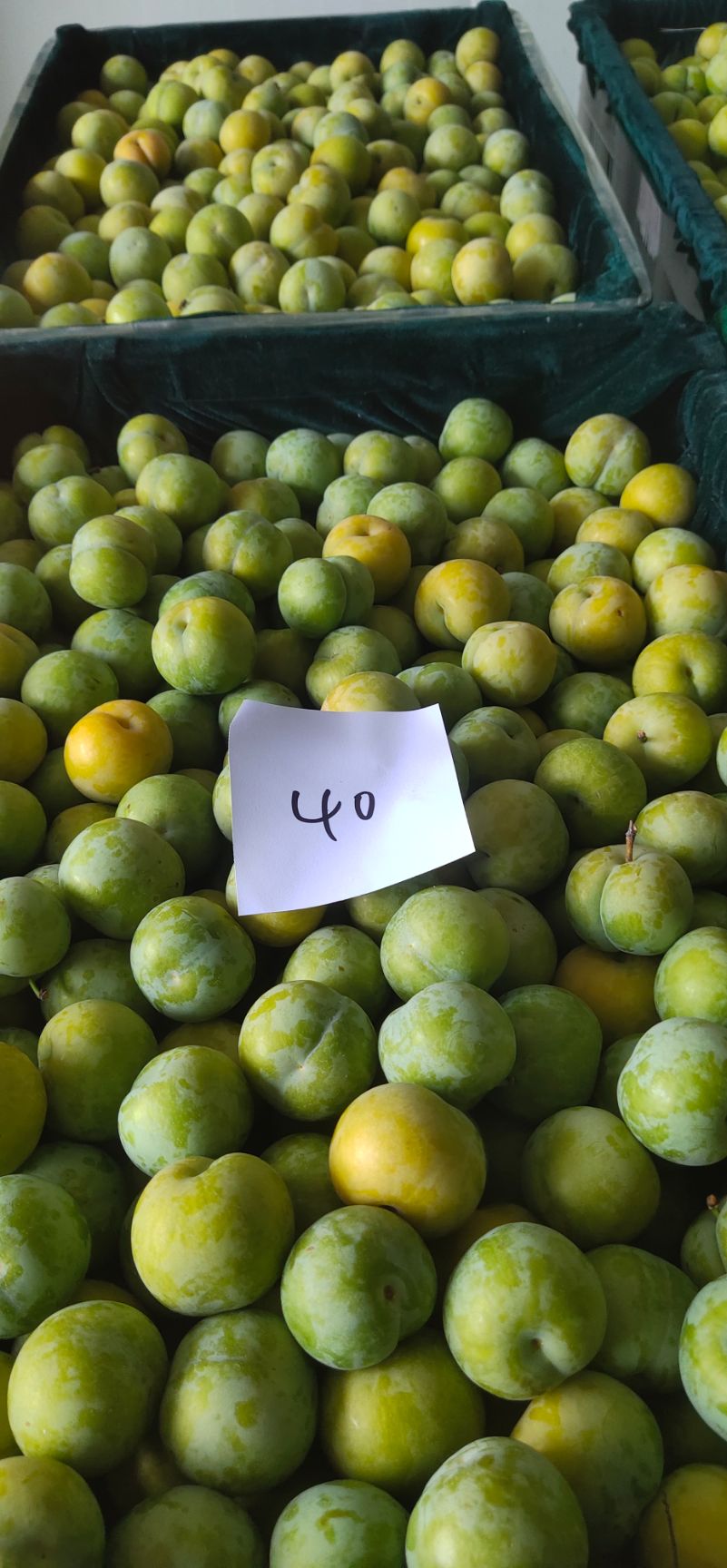 蜂糖李  六马蜂螗李，原产地直供