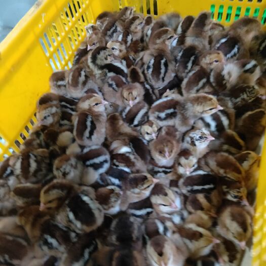 广州 新披麻鸡苗