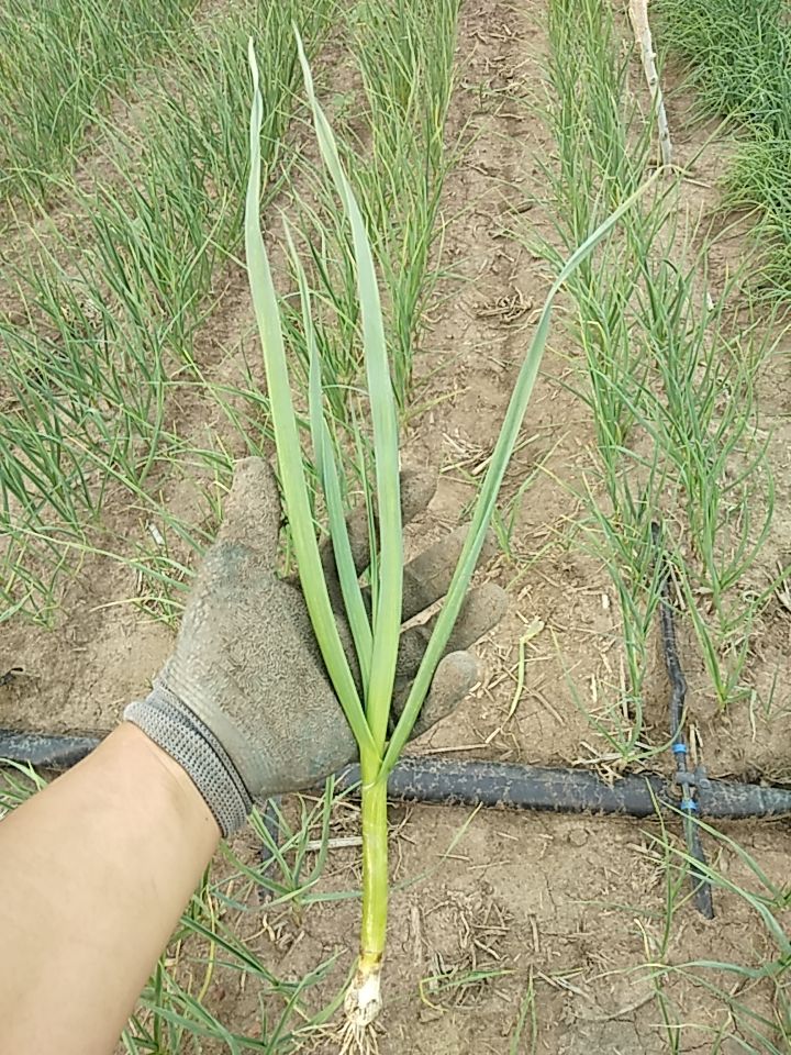 白根蒜苗  青蒜苗大量上市  欢迎采购