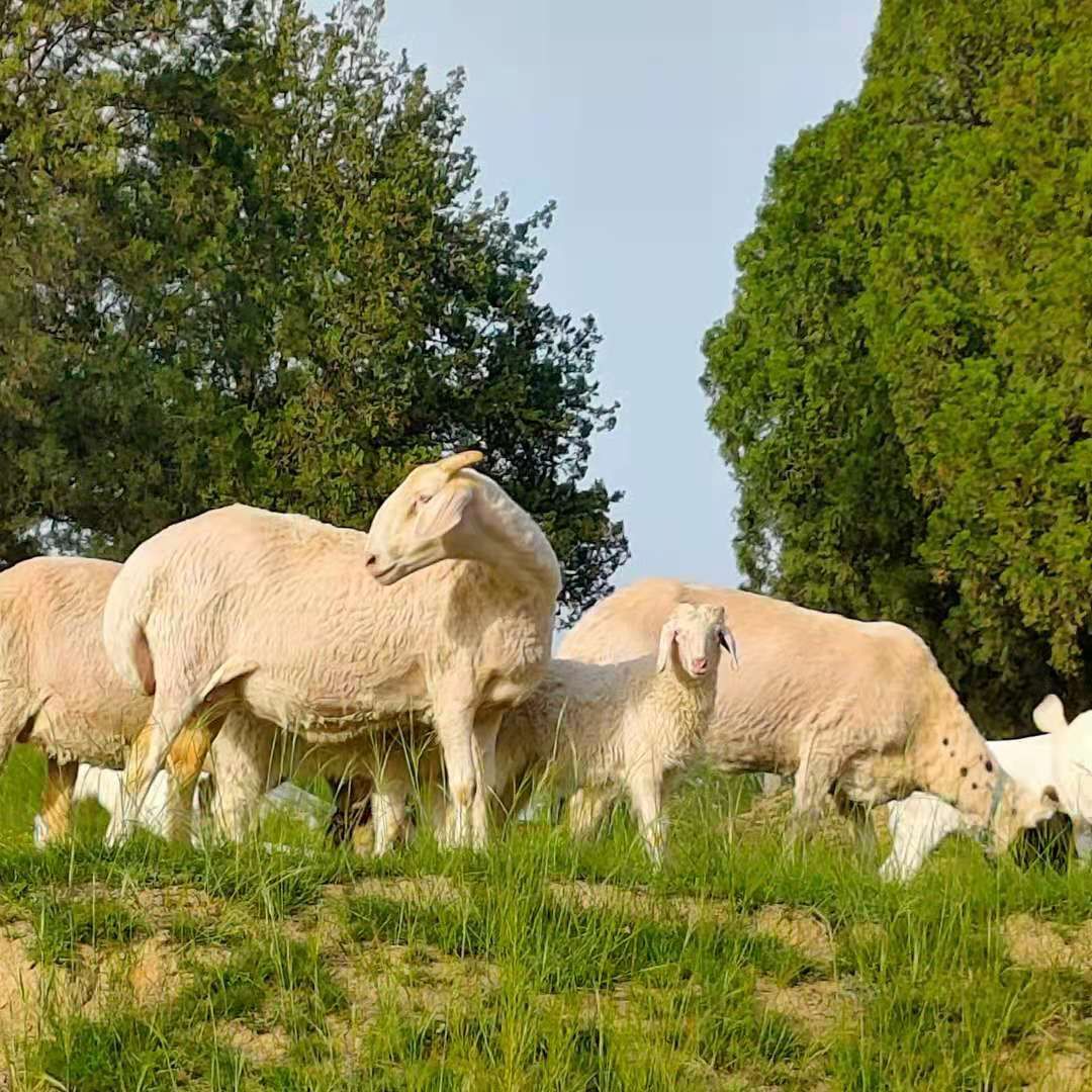 纯种小尾寒羊繁殖母羊羊苗子小尾寒羊种公羊出售