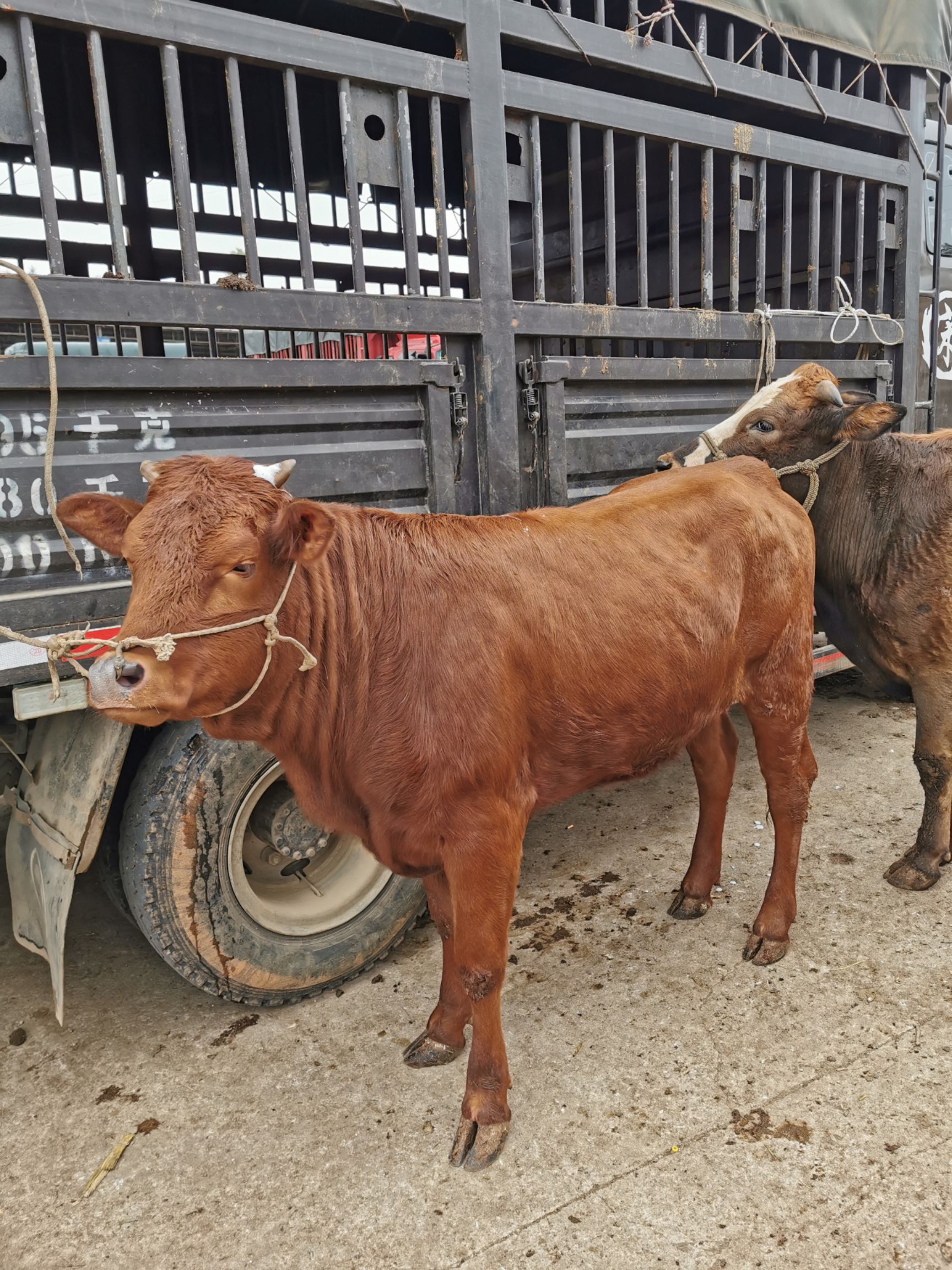 贵州改良黄牛，高山放养，环境适应能力强，肉质好，耐粗饲好管理