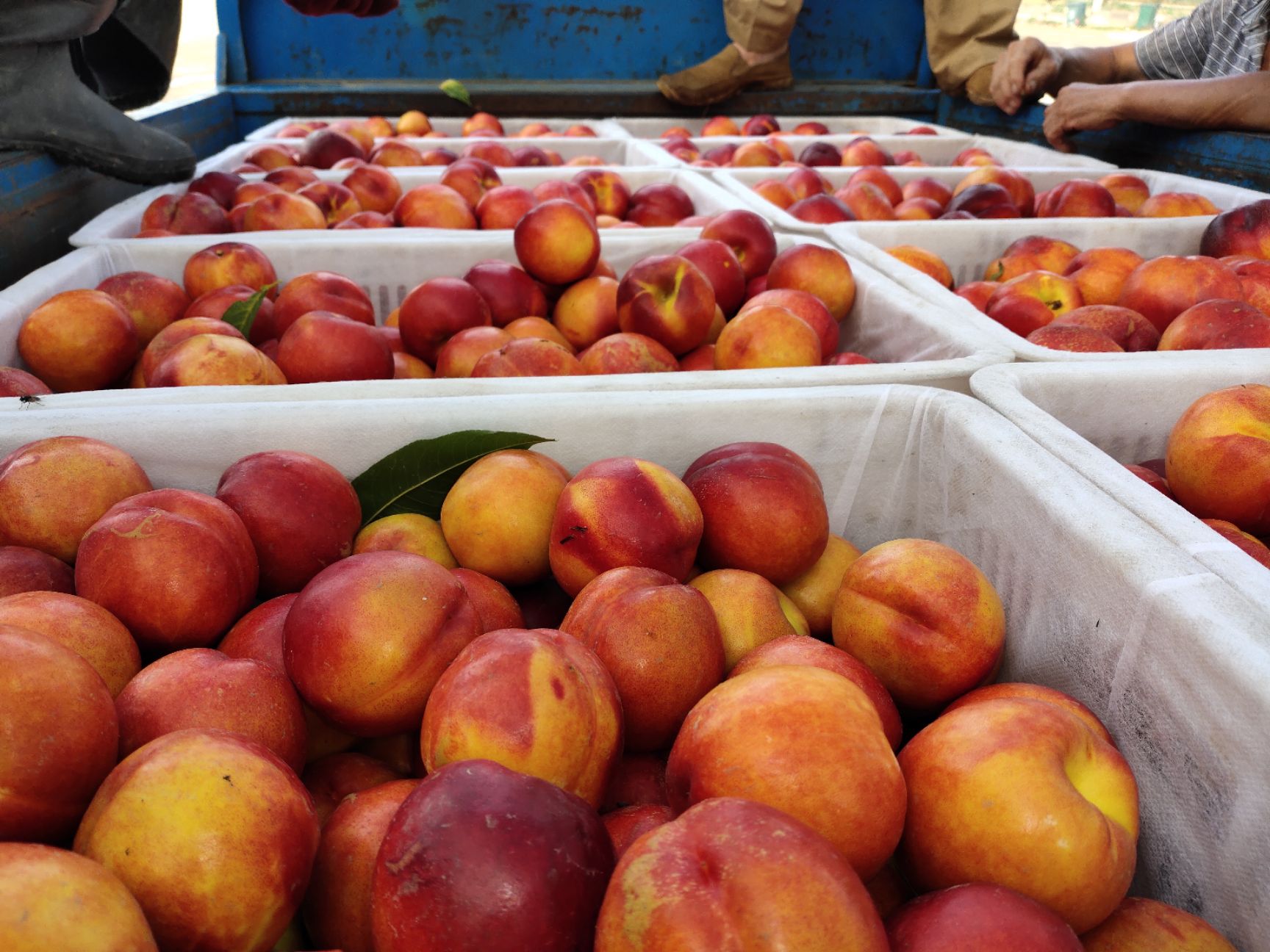 中农金辉，48，油桃卢龙