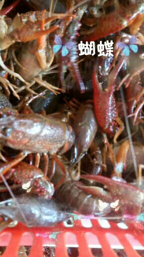 小龙虾大青  中青  中的   小的  规格好，欢迎客户选购