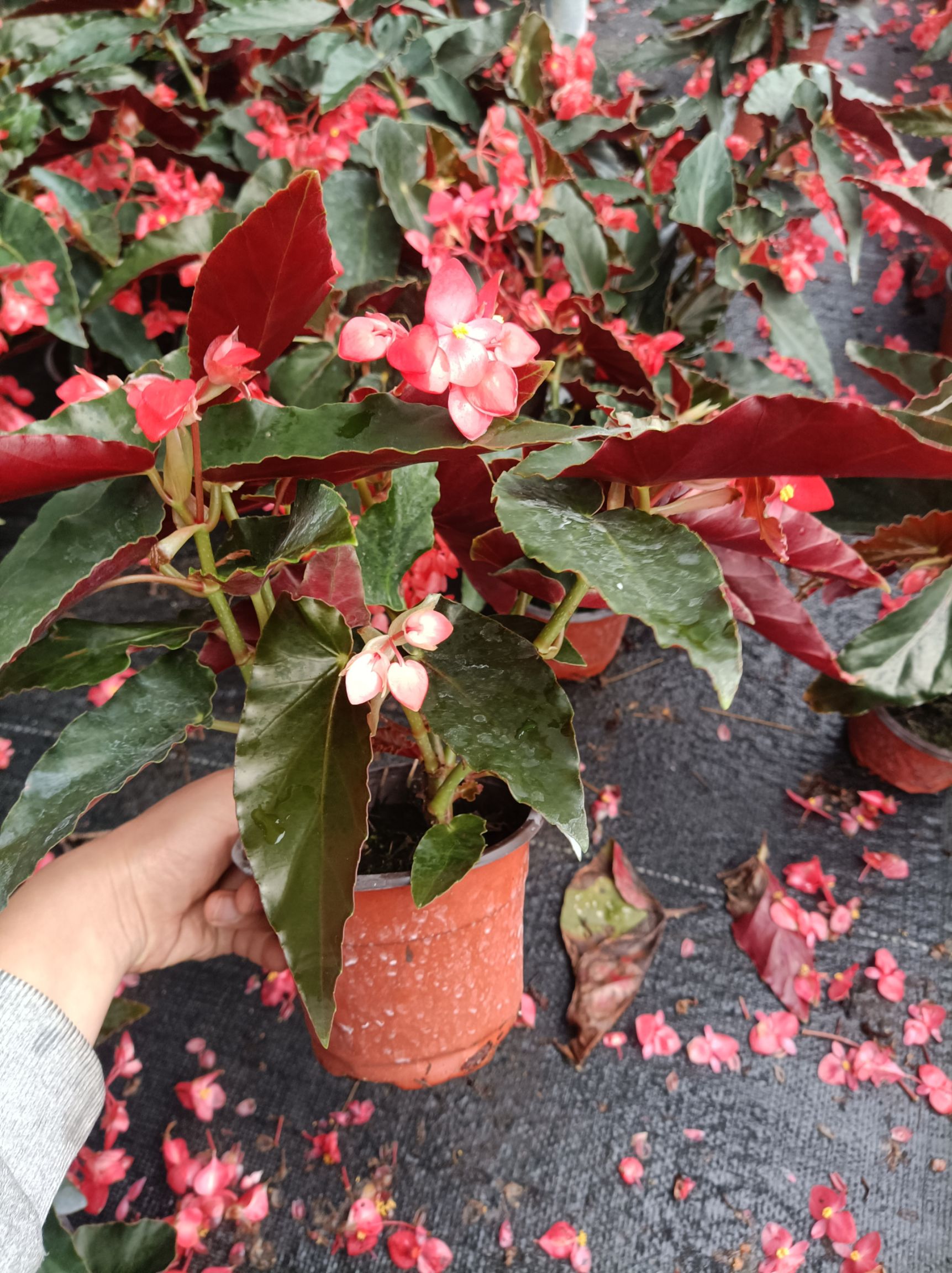 龙翅海棠  四季花期不断 多年生