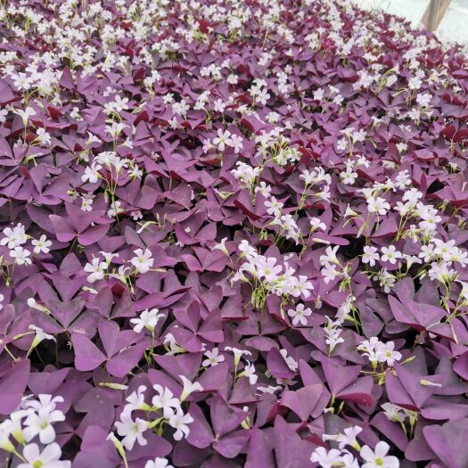 青州市草花 红花醡酱草 优质紫叶醡酱草 基地直发 量大优惠