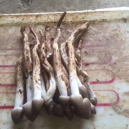 广州增城荔枝菌