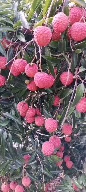 桂平市禾荔荔枝 和荔淮枝