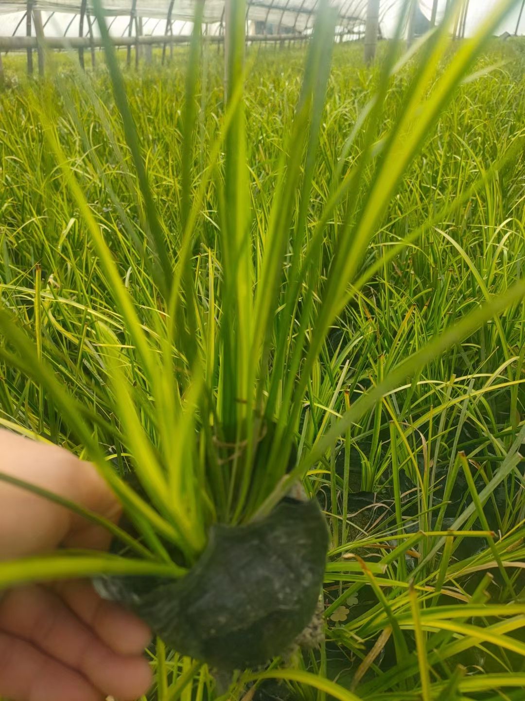 金叶菖蒲  金叶石菖蒲