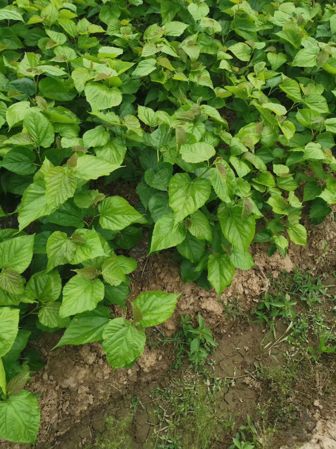 桑树苗  金香蜜果桑苗成熟为黄有牛奶香味，新品种果桑苗