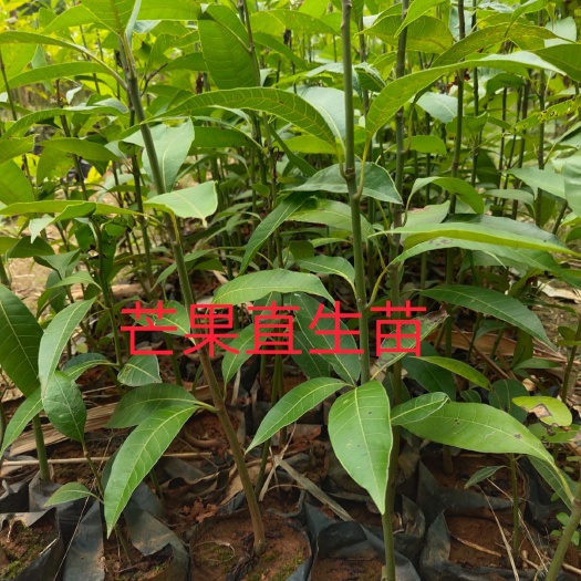 白沙县芒果苗  芒果直生苗