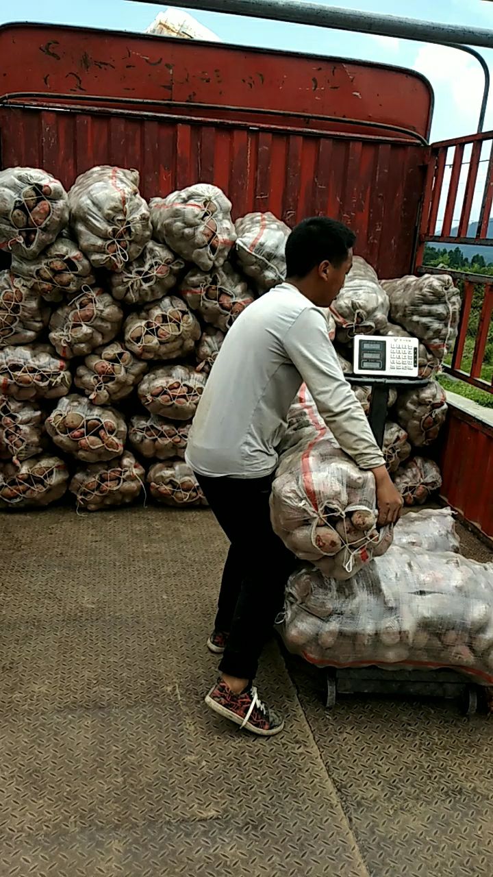 凉山青薯9号红皮黄心土豆现在都是库存货了，货好，干燥。