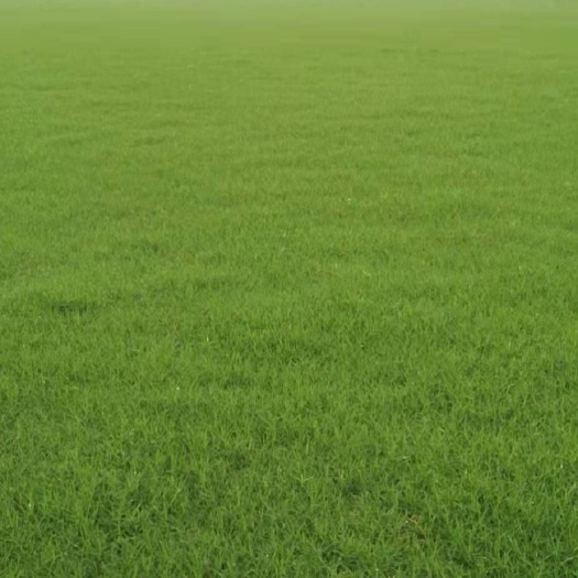 沭阳县马尼拉草皮  绿化草坪，大量供应绿化草坪，花草苗木
