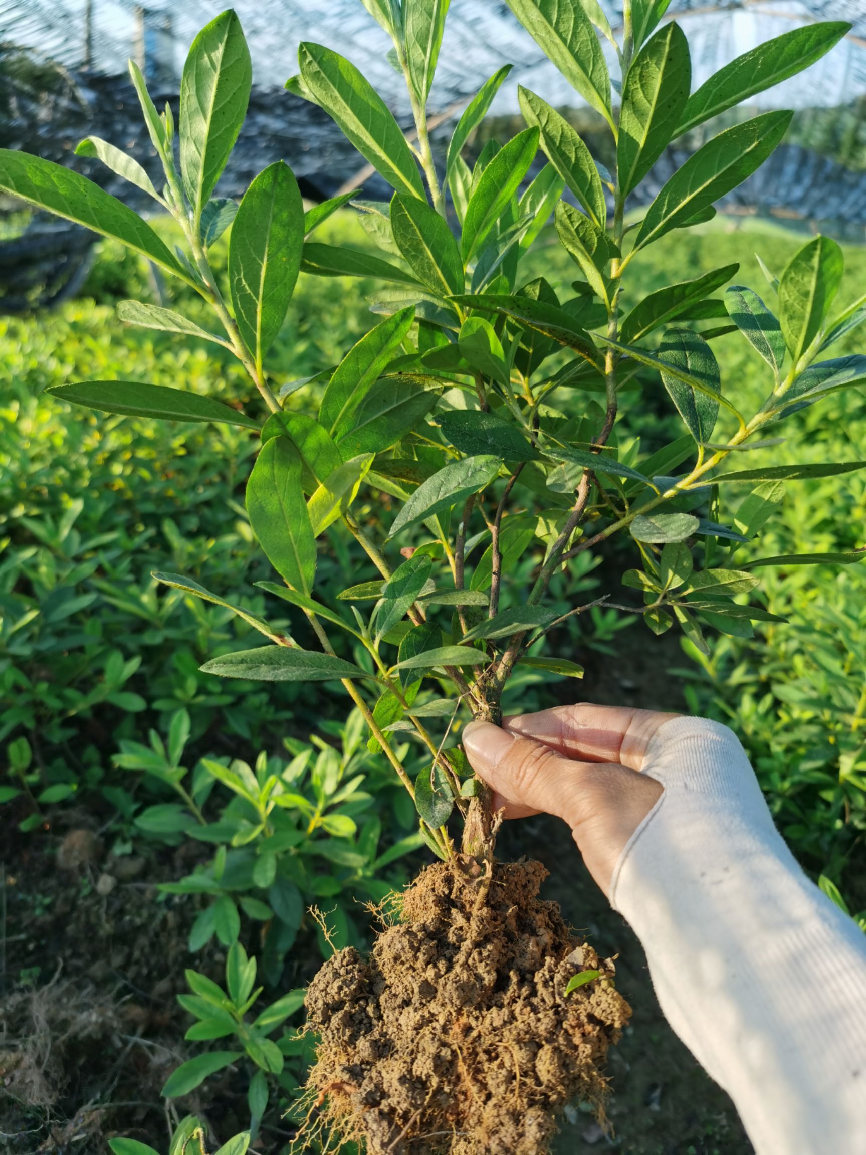 郴州苗木基地大量供应移栽毛鹃 春鹃 杜鹃苗色块小苗及球形