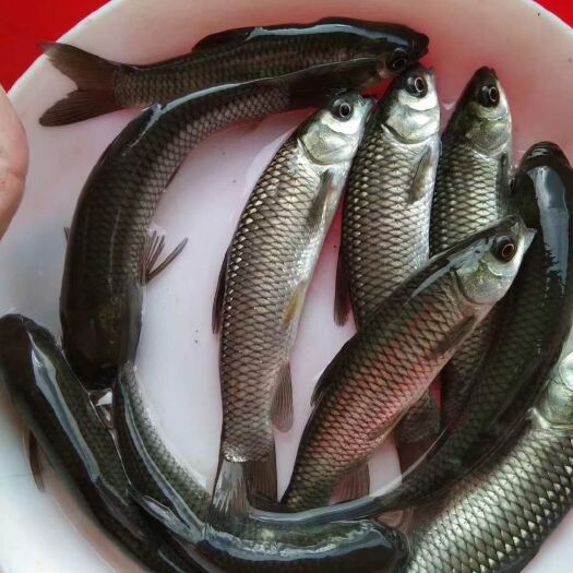 博罗县草鱼苗，草鱼、鲩鱼苗、以饲料及青料为主。