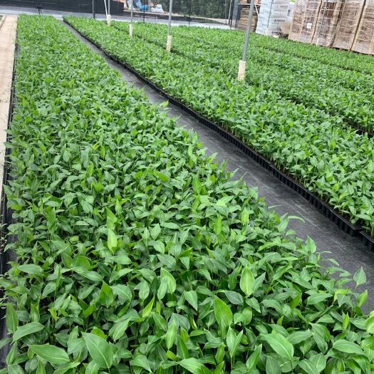 广州天堂鸟盆栽  白花天堂鸟 白花 天堂鸟筛苗、杯苗、穴盘苗，期待有缘人！