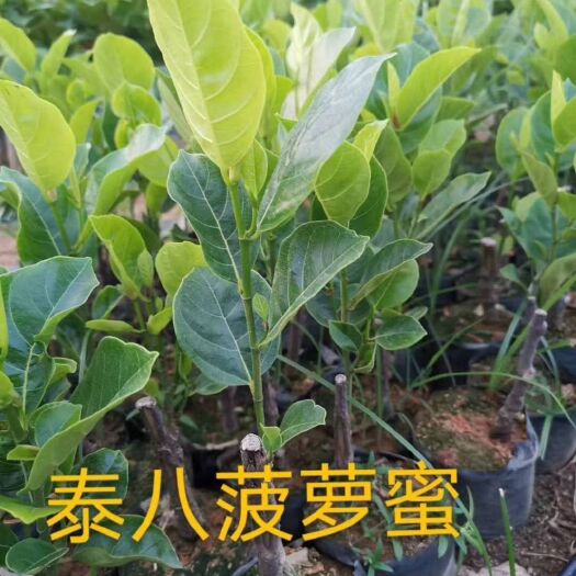白沙县泰八菠萝蜜苗