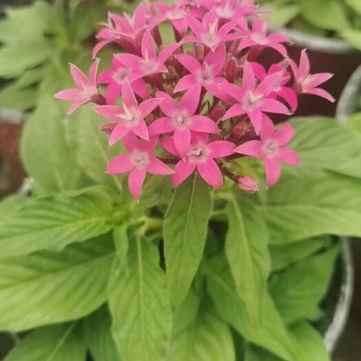 徐州草花  繁星花：外型美观、花朵鲜艳，可将其养在室内、庭院内或景区