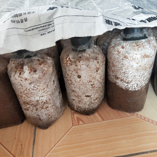 南雄市大球盖菇菌种 菌类蘑菇栽培种