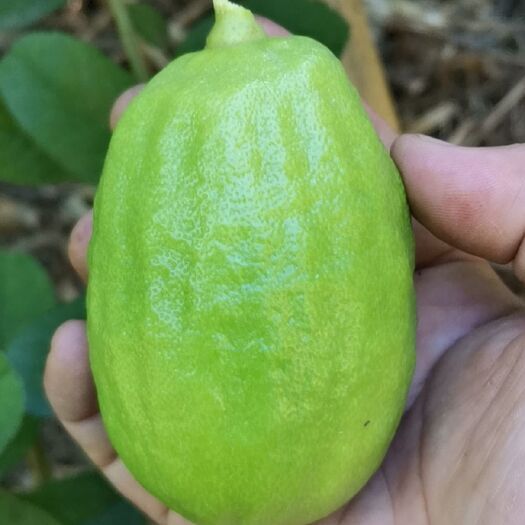 信宜市香水柠檬 介绍说自家的果场，100多亩。当天最大出果量在5000-60