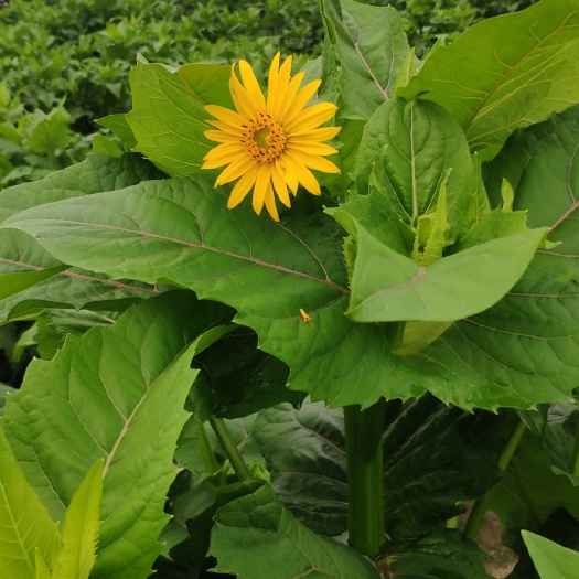 青神县大叶蛋白菊种:高蛋白26-32高产20吨/亩SOD含量高