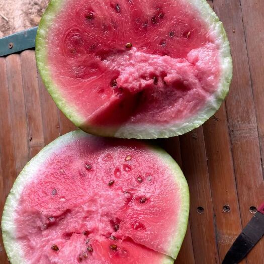 曲周县龙卷风西瓜成熟