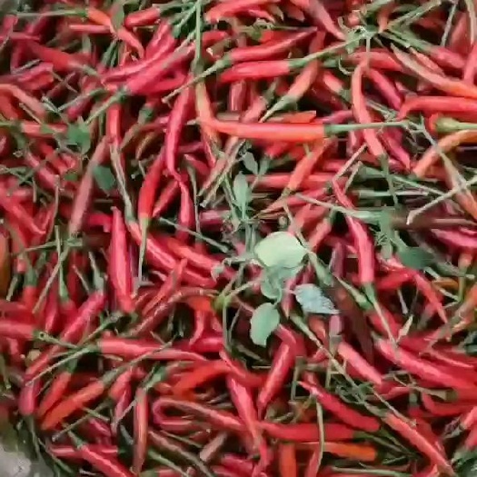 砚山县小米椒 大量供应商电商平台货，市场批发货