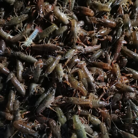 潜江市小龙虾苗 虾苗