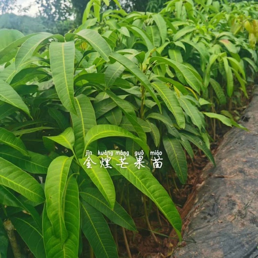 白沙县 金煌芒果苗