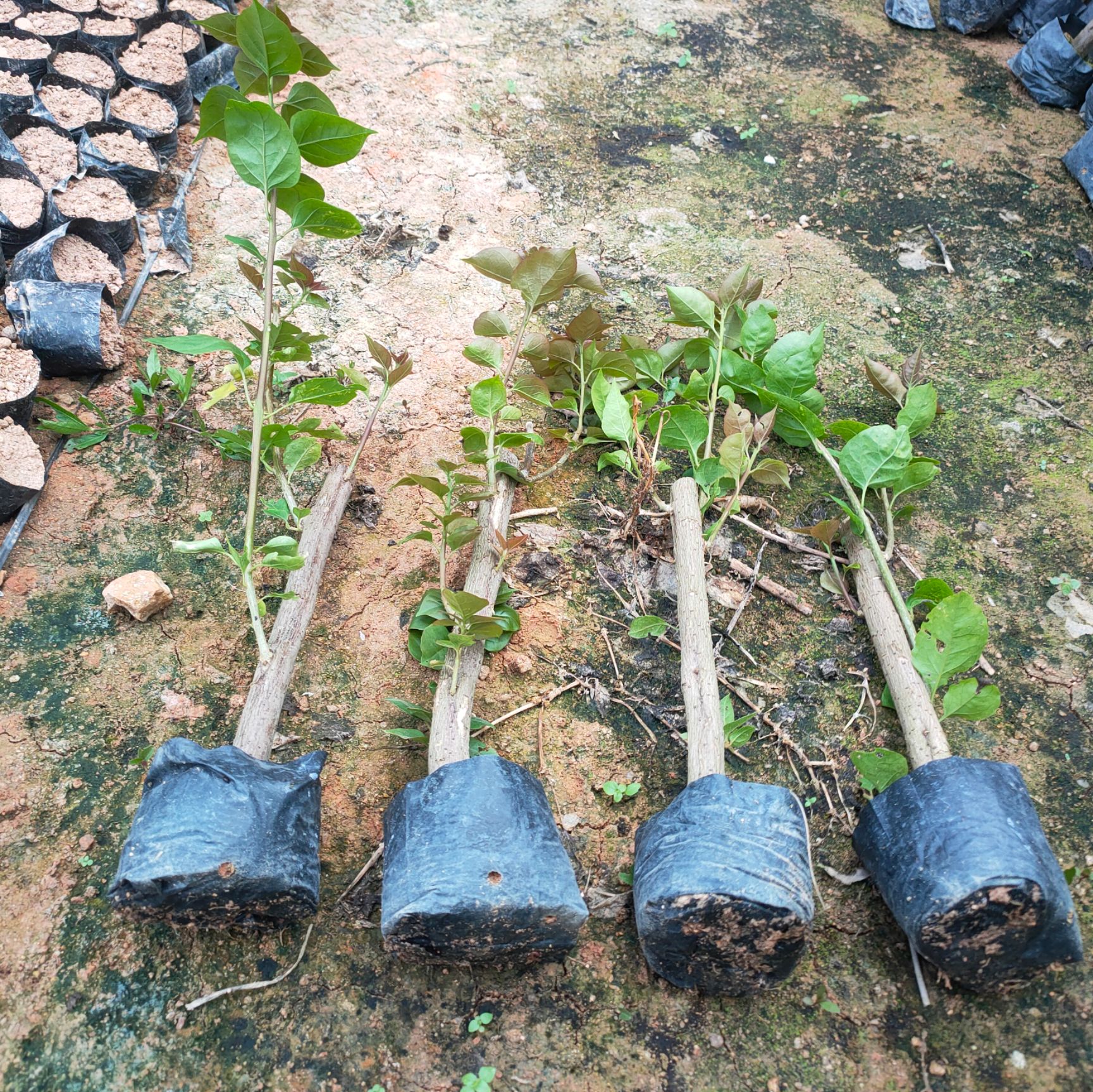 三角梅苗  大红三角梅勒杜鹃三十杆小苗