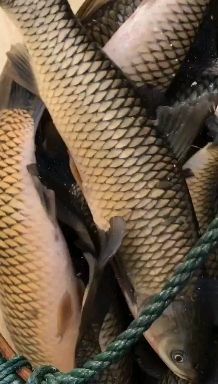 草鱼  品质保证  价格优惠  可送货   专送钓场