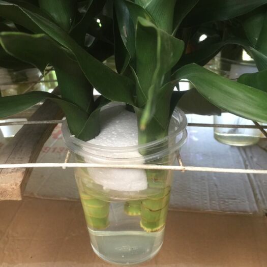 湛江富贵竹 观音竹水肥