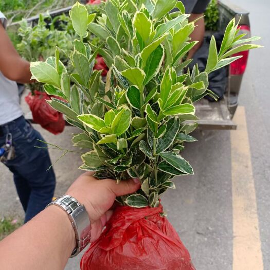 郴州 金边黄杨